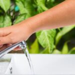 The Top 20 Houseplants You Should Never Water with Tap Water