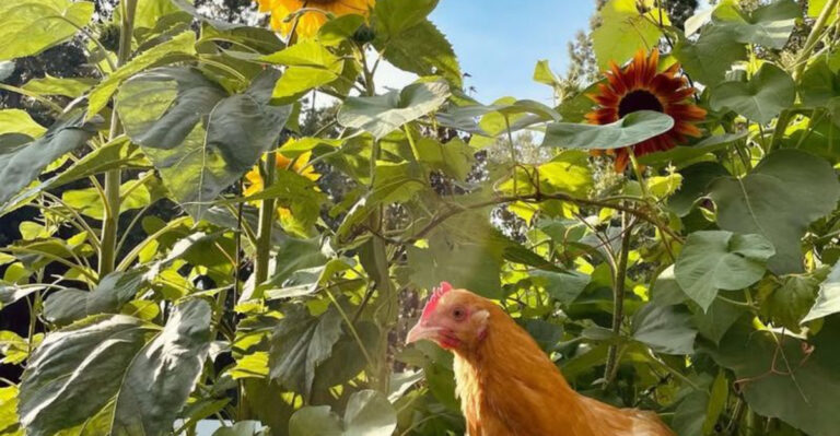The Ultimate Chicken Garden: 15 Must-Grow Plants for Peak Poultry Health