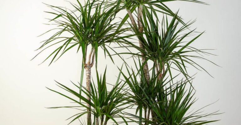 The Unkillable Dragon Plant: Perfect for Even the Easiest of Caretakers