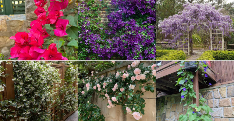 These 18 climbing plants will transform your house with sensational blooms