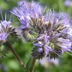 Think Twice Before Planting Phacelia in Your Garden