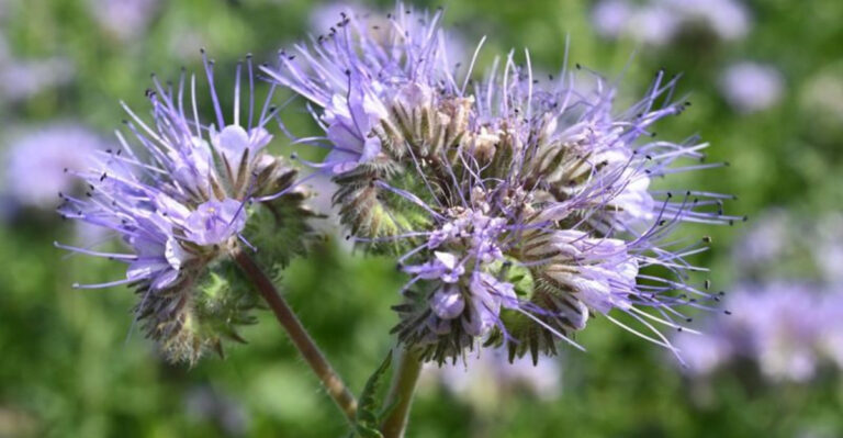 Think Twice Before Planting Phacelia in Your Garden