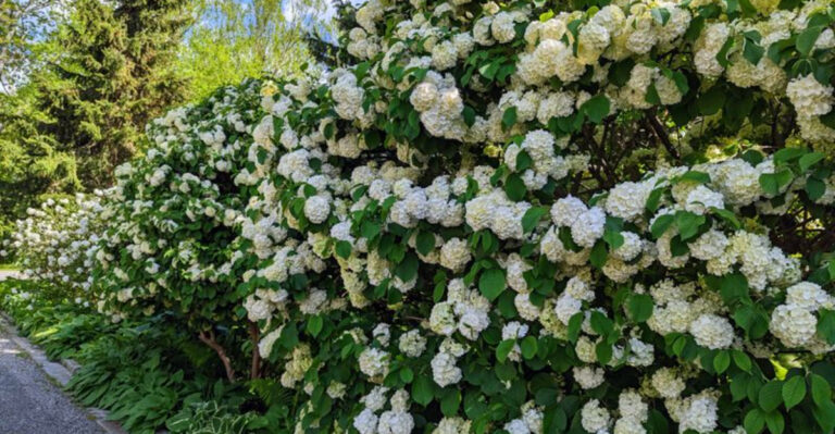 Think Twice Before Planting Viburnum: Beauty Comes with Consequences
