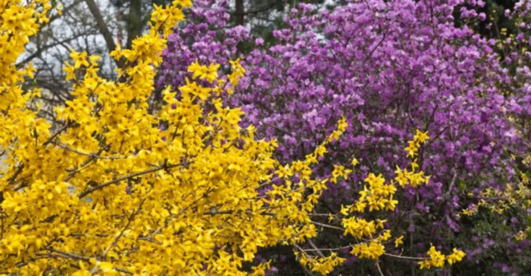 Think Twice Before You Prune: 12 Plants to Skip in January