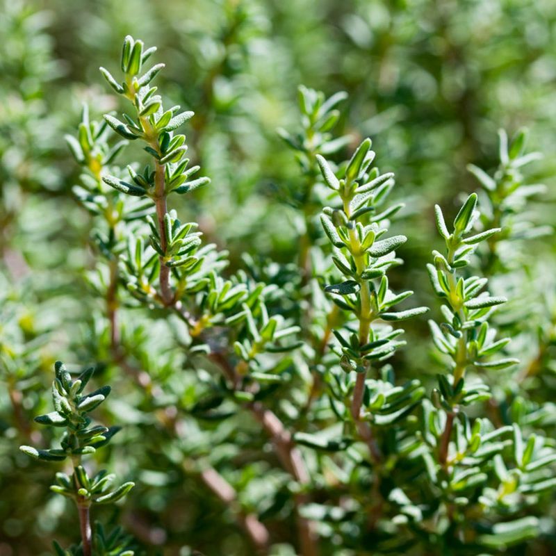 Thyme (Thymus vulgaris)