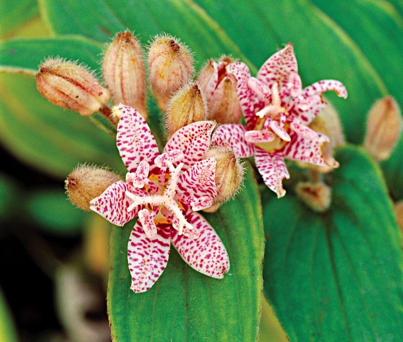 Toad Lily