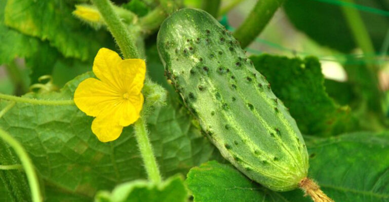 Top 10 Cucumbers to Grow for the Best Homemade Pickles This Year!