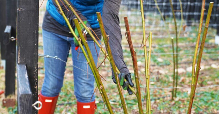 Top 10 Plants to Prune This January