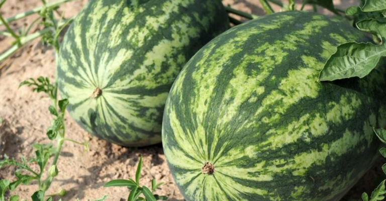 Top 15 Questions About Growing Watermelons Answered By An Expert