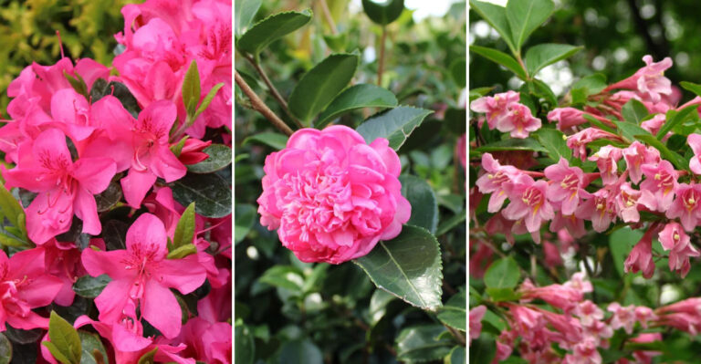 Transform Your Garden with These 7 Gorgeous Pink Shrubs