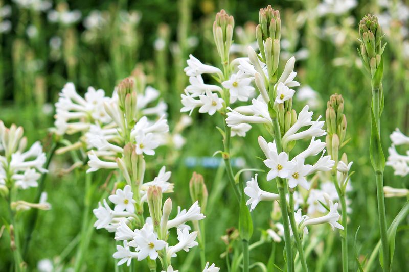 Tuberose