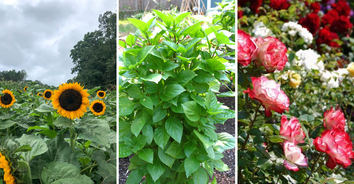 Turn Your Garden Into a Goldmine: The Most Profitable Plants to Grow and Sell