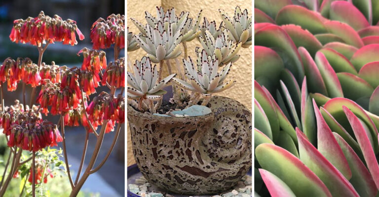 Types of Kalanchoe: 10 Easygoing Kalanchoe Varieties For Every Plant Lover