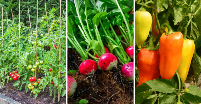 Ultimate Guide: The Best Times to Plant These 8 Popular Vegetables for a Thriving Garden