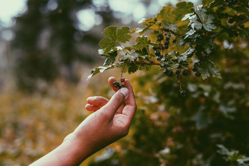 Unauthorized Foraging in Public Lands