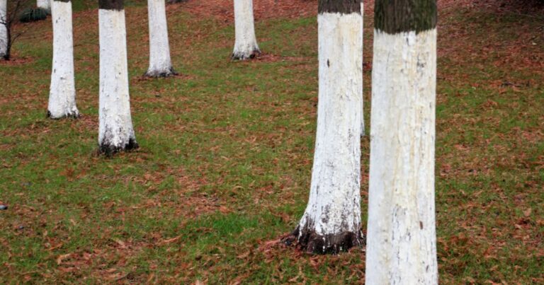Unraveling the Mystery of Painted White Trees