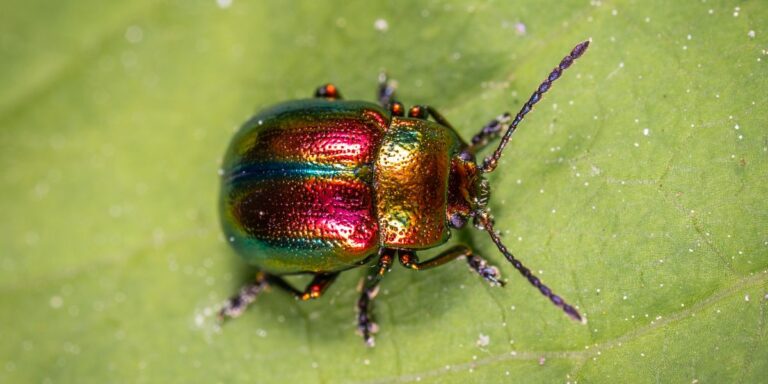 20 Must-Grow Herbs to Keep Japanese Beetles Out of Your Garden