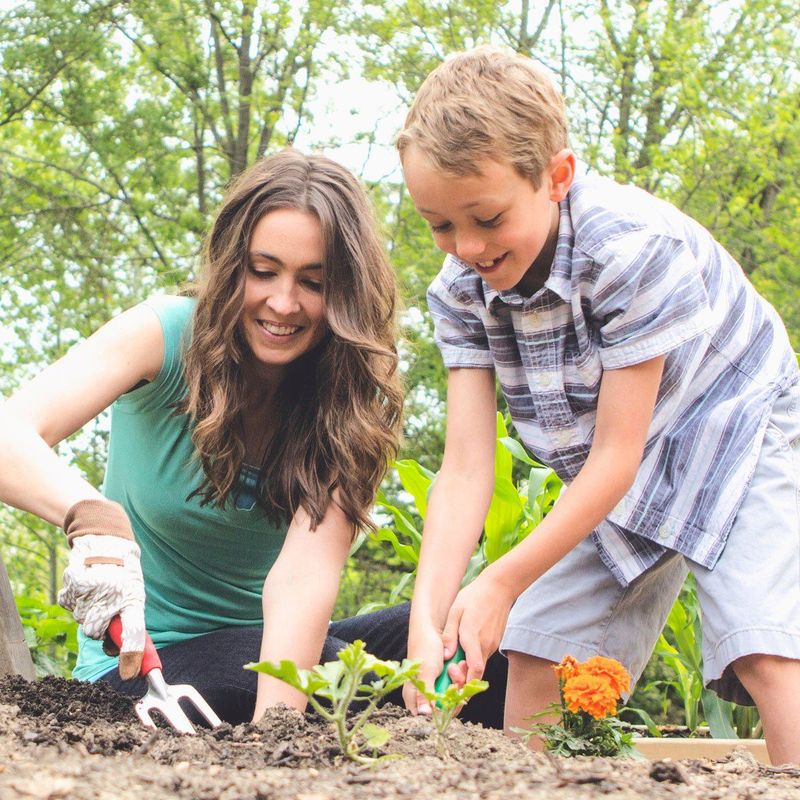 Veggie Patch for Beginners