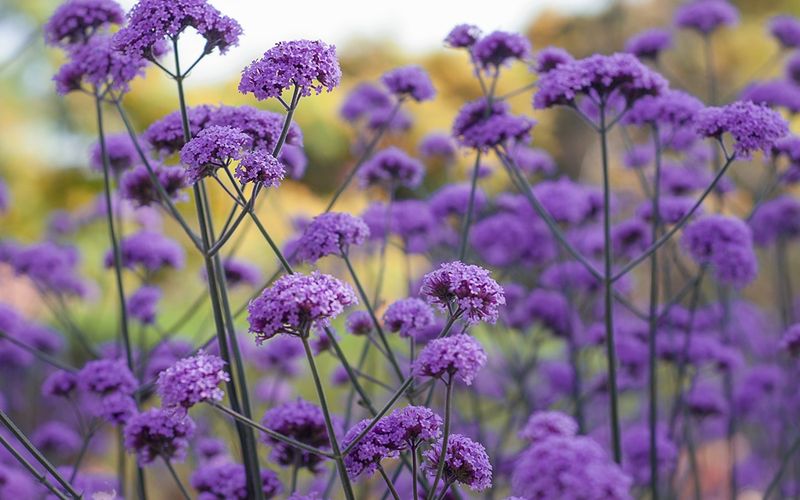 Verbena