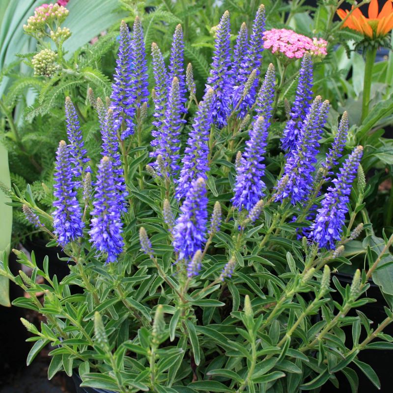 Veronica 'Royal Candles'