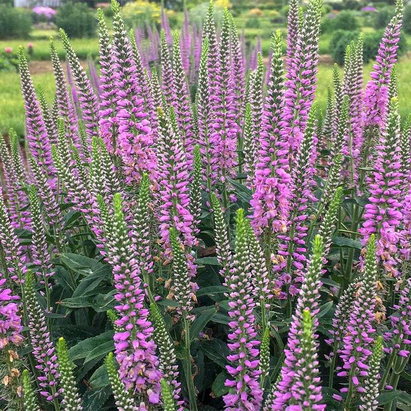 Veronica 'Lavender Lightsaber'