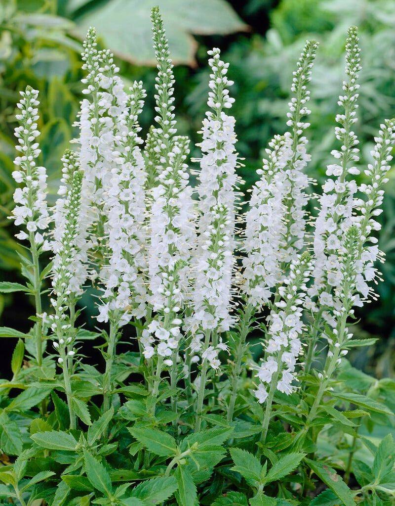 Veronica 'White Icicles'