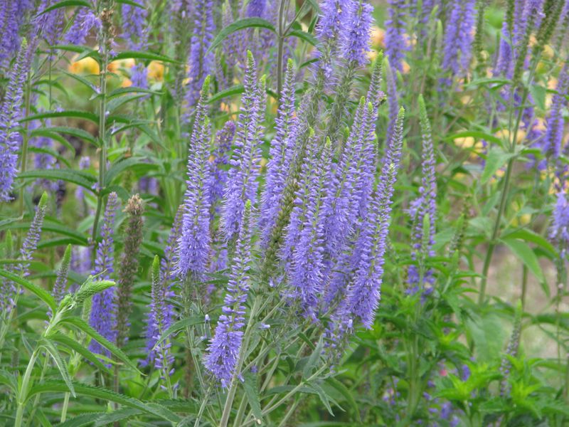 Veronica 'Crystal River'