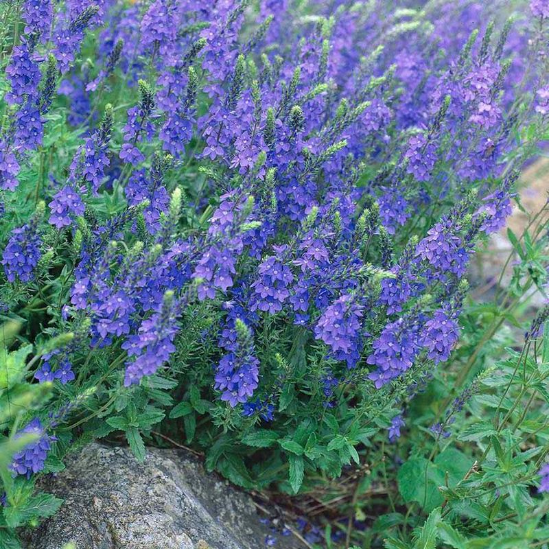 Veronica 'Royal Blue'