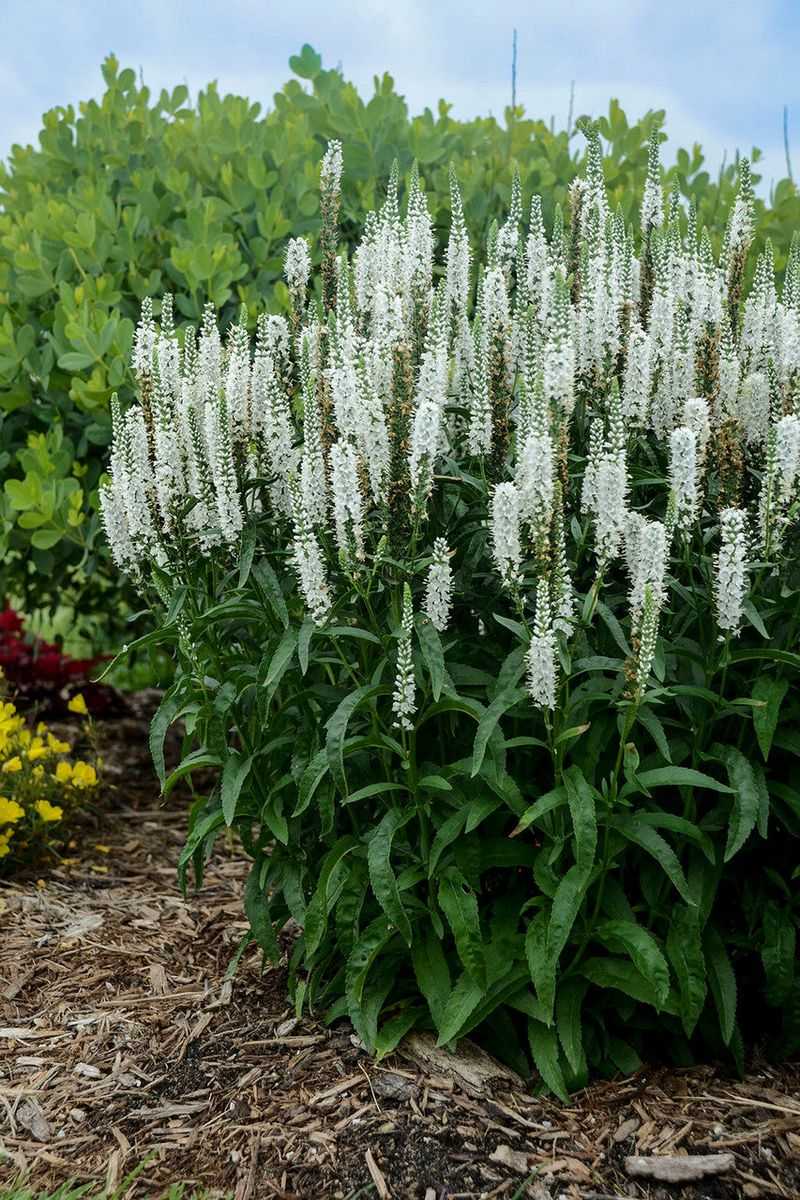 Veronica 'White Wands'