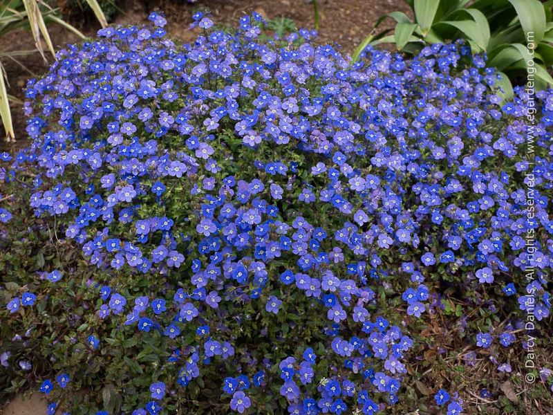 Veronica 'Georgia Blue'