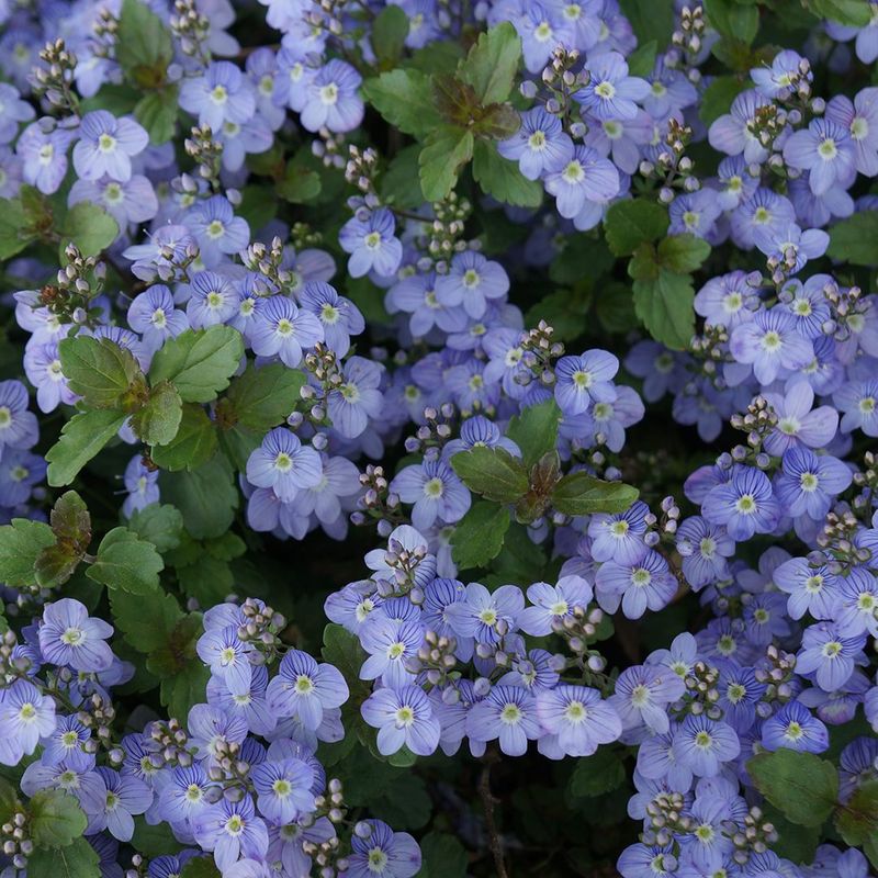 Veronica 'Waterperry Blue'