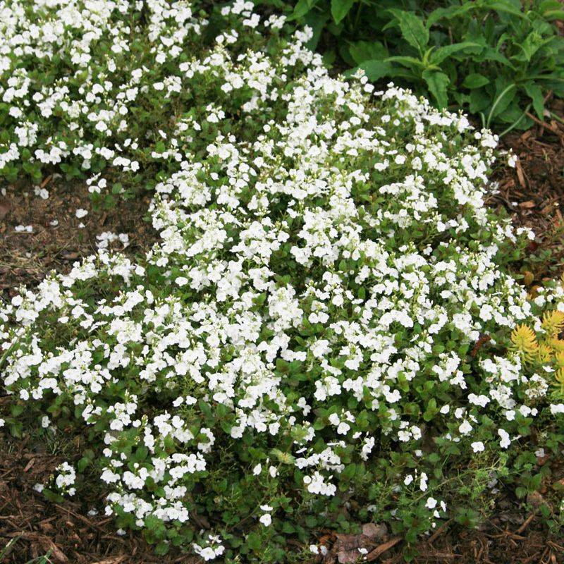 Veronica 'Whitewater'