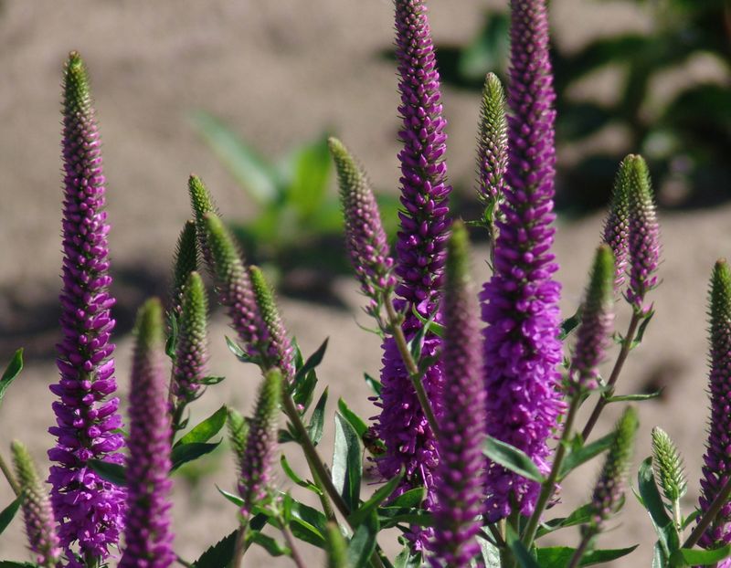 Veronica 'Purpleicious'