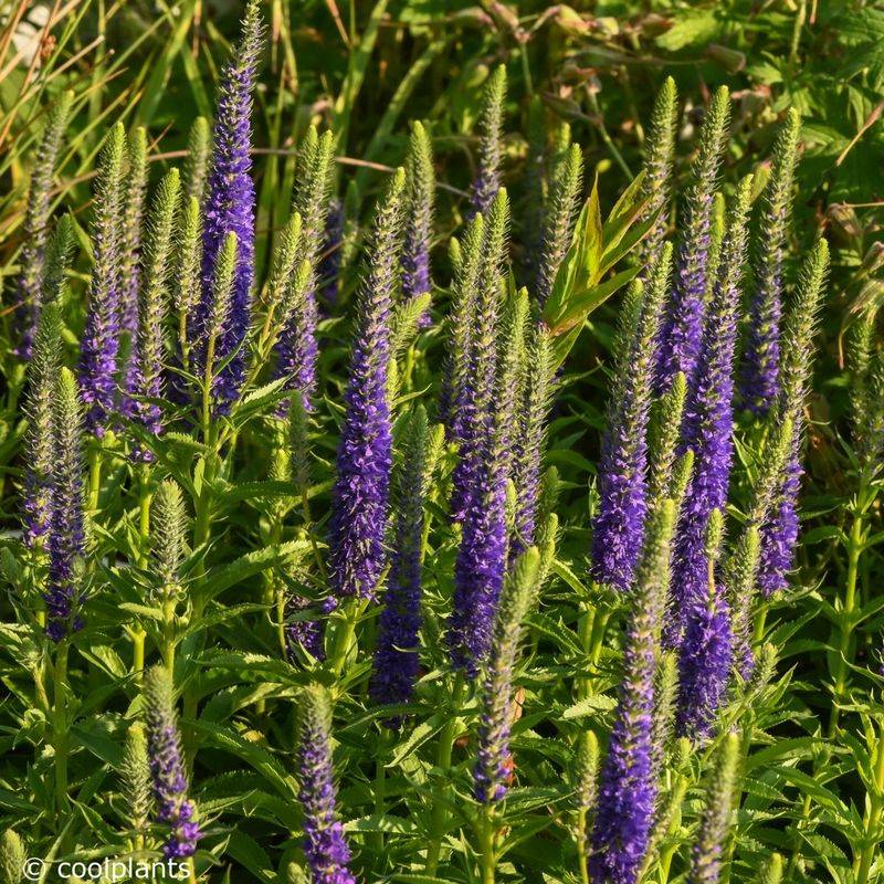 Veronica 'Ulster Blue Dwarf'