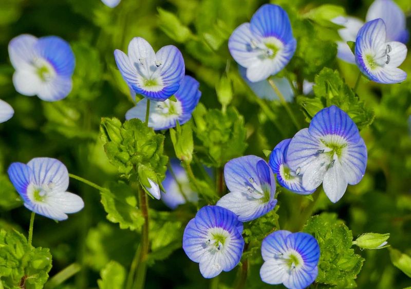 Veronica 'Baby Blue Eyes'