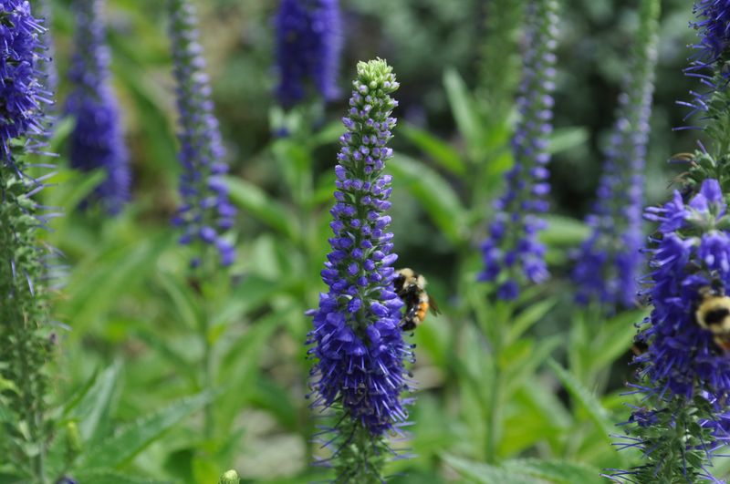 Veronica 'Sunny Border Blue'