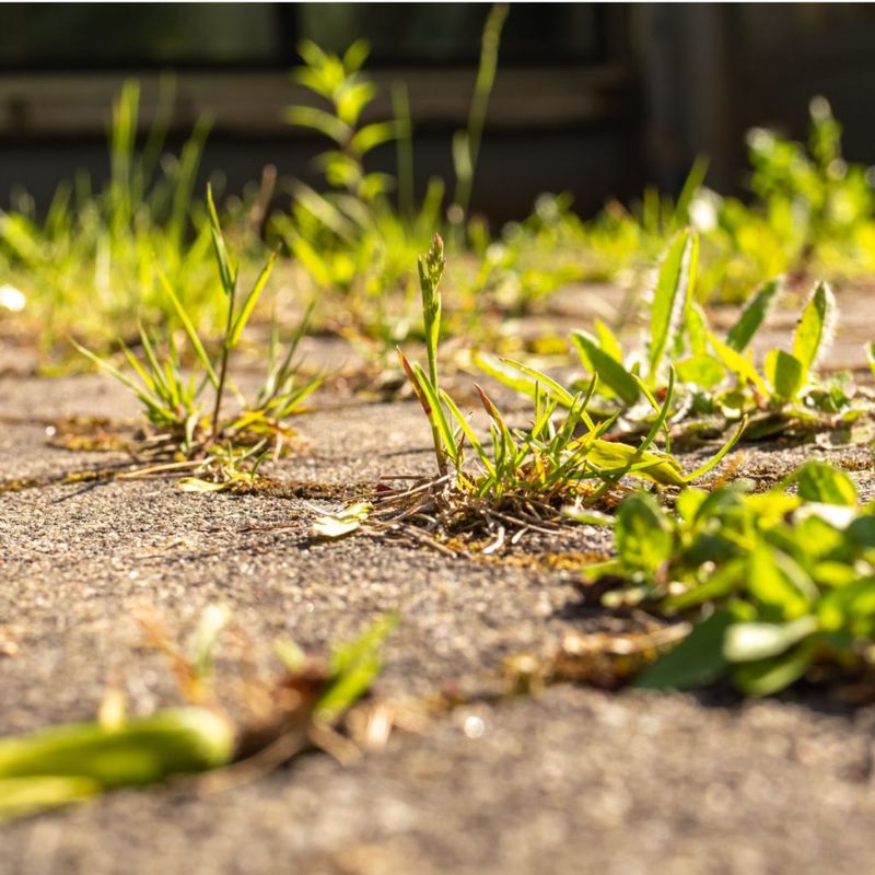 Vinegar Herbicide for Driveways