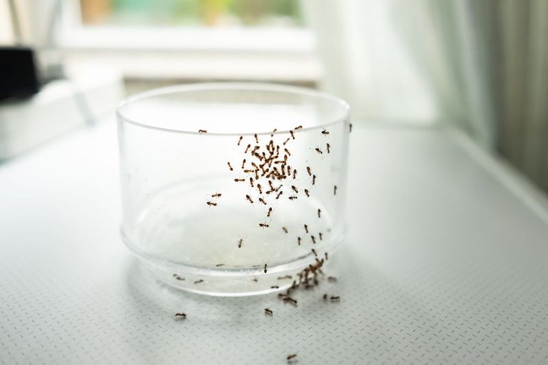 Vinegar and Water for Ant Control