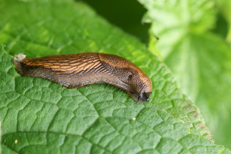 Vinegar as a Slug Barrier