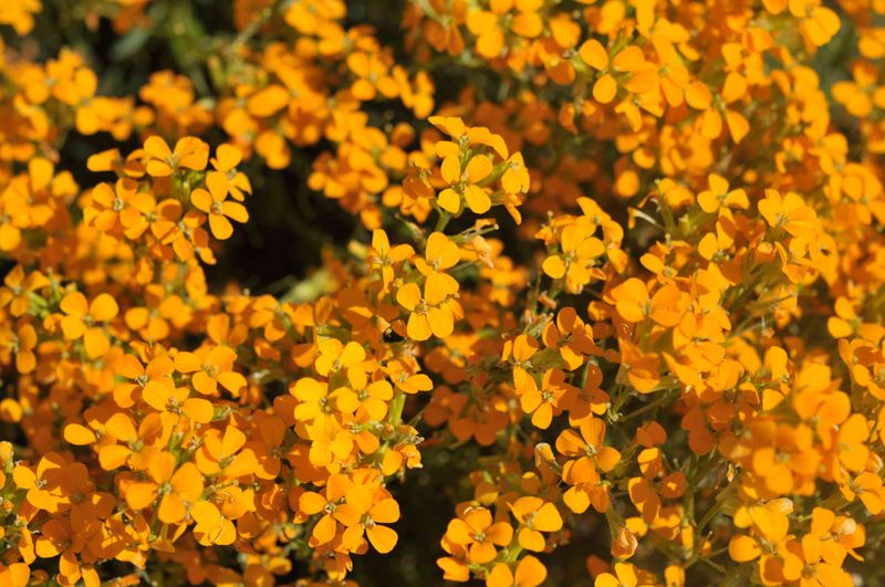 Wallflower (Erysimum)