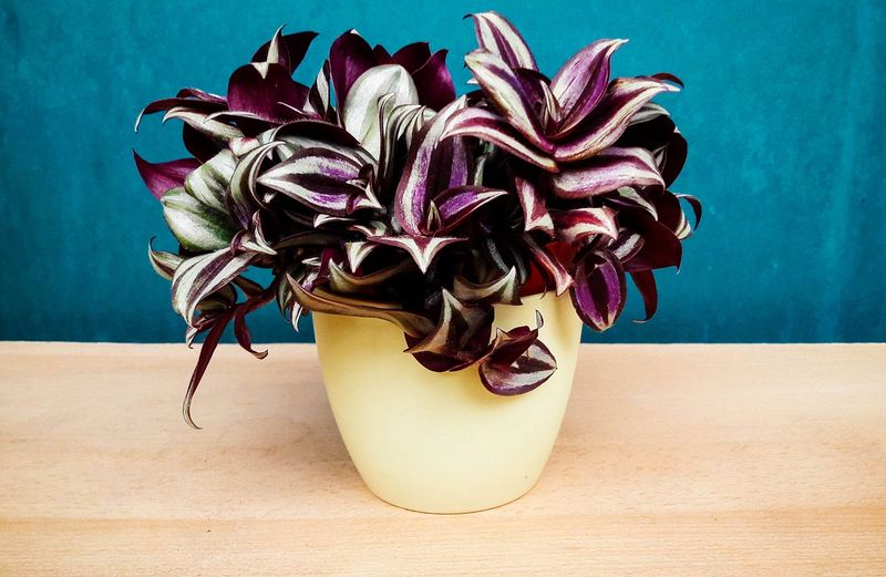 Wandering Jew (Tradescantia zebrina)