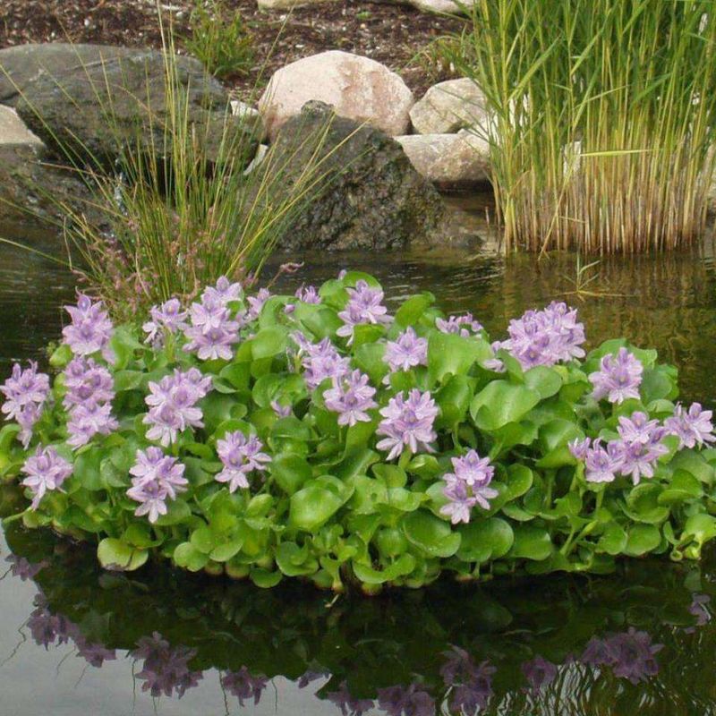 Water Hyacinth