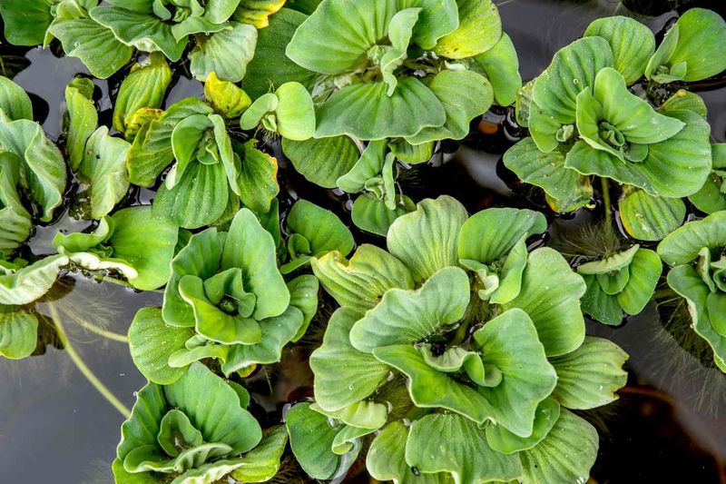 Water Lettuce