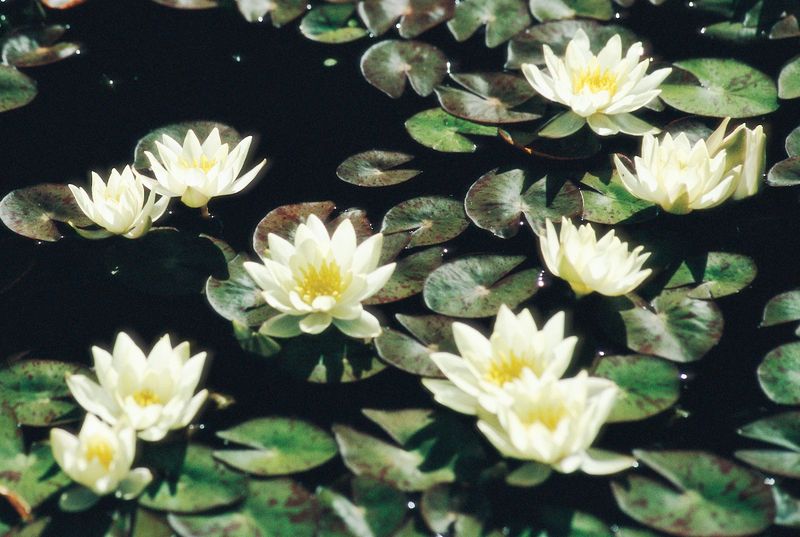 Water Lilies