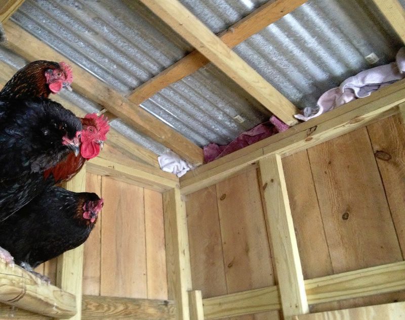 Weatherproofing the Coop