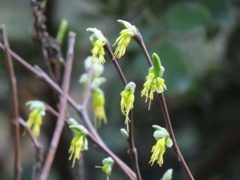 Western Leatherwood (Dirca occidentalis)