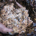 What That White Coating on Your Mulch Really Means