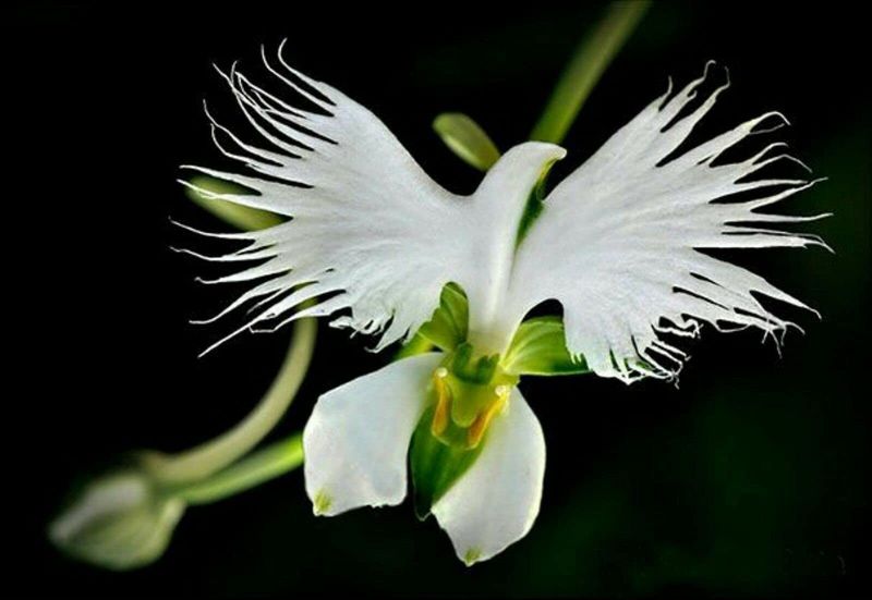 White Egret Orchid (Habenaria radiata)