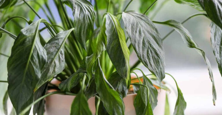 Why Is My Peace Lily Drooping? 7 Easy Fixes to Bring It Back to Life