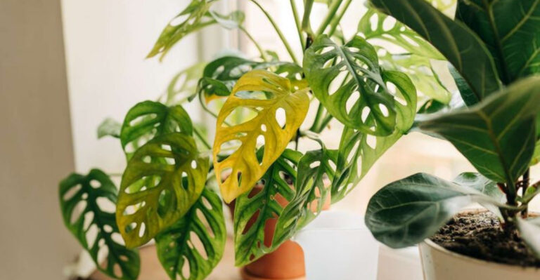 Why Your Plants Are Turning Yellow and How to Fix It